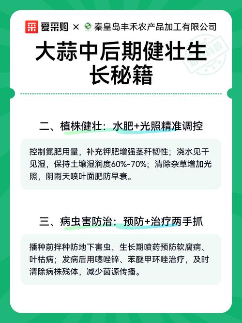 一,根系健壯:土壤+營養雙管齊下——大蒜中后期根系管理全攻略